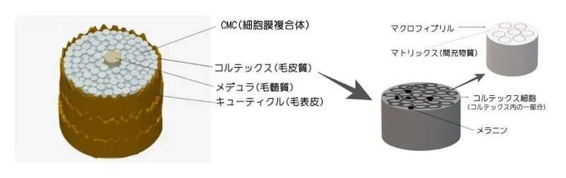 CMC・コルテックス・メデュア・キューティクル・マクロフィブリル・マトリックス画像表示