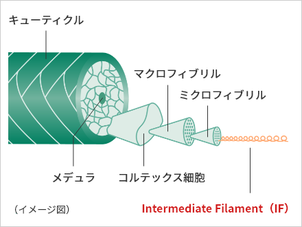 Intermediate Filament（IF）