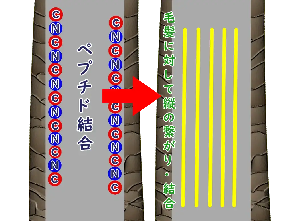 毛髪は、主鎖と言われる「ペプチド結合」が毛髪に対して縦に繋がっている