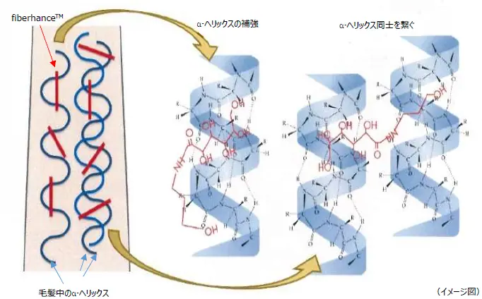 fiberhance(ファイバーハンス)の作用メカニズム