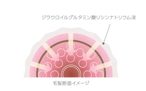 毛髪断面イメージ