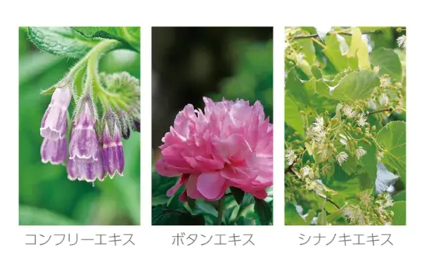 コンフリーエキス・ボタンエキス・シナノキエキス