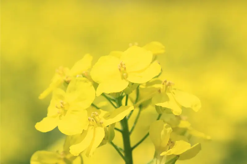 エルカラクトン