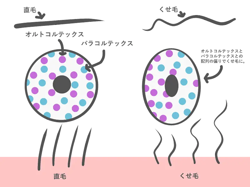 オルトコルテックス・パラコルテックス