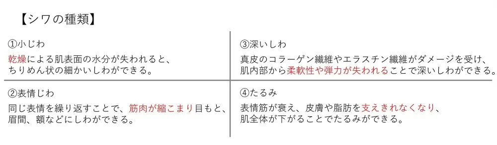 シワの種類