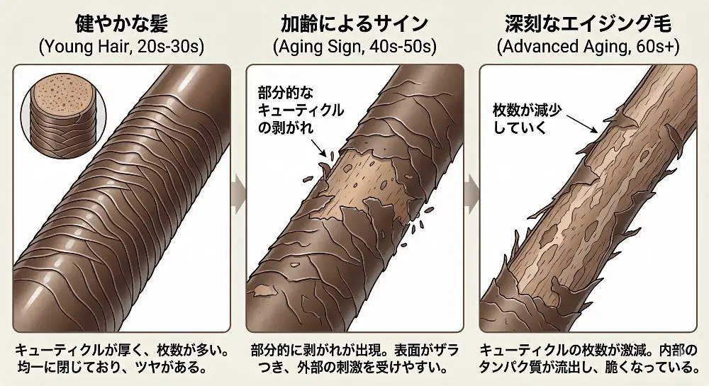 キューティクルの変化も出てくる