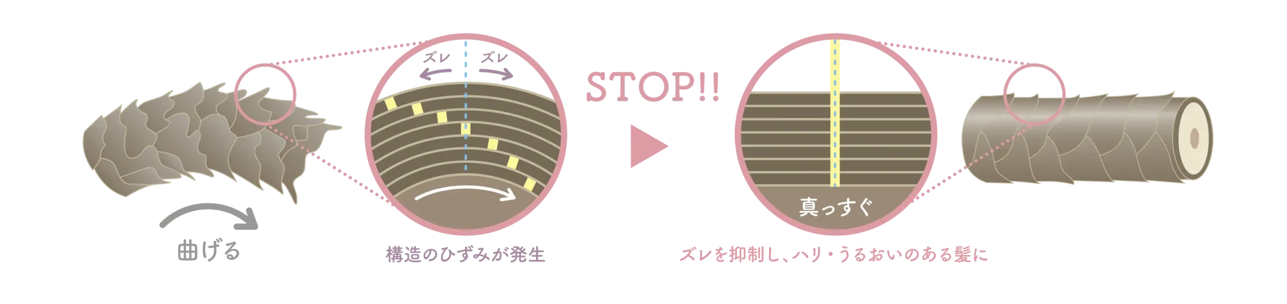 CMCボンド®※４がCMC同士の密着性を高め、毛髪構造のズレを抑制。加齢により毛髪構造がひずみ弱った髪を、自然なハリとうるおいのある髪質へ改善。