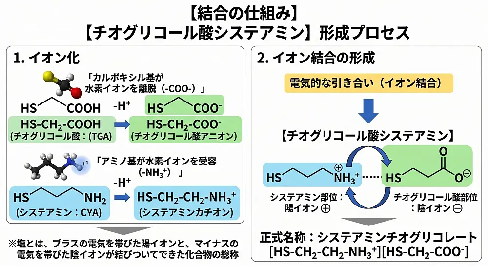 【結合の仕組み】
・チオグリコール酸のカルボキシル基が水素イオンを離脱（-COO-）
・システアミンのアミノ基が水素イオンを受容（-NH3+）
電気的な引き合い（イオン結合）により「チオグリコール酸システアミン」という1つの塩を形成します。
※塩とは、プラスの電気を帯びた陽イオンと、マイナスの電気を帯びた陰イオンが結びついてできた化合物の総称