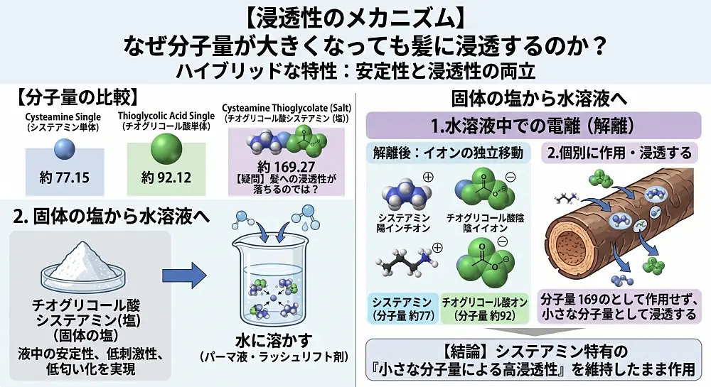 【浸透性のメカニズム】
チオグリコール酸システアミンは固体の化合物ではなく、水に溶かしてパーマ液やラッシュリフト剤（水溶液）として使用されます。塩（分子量 約169）として作られていますが、薬剤（水溶液）として水に溶けると、水中で解離して元のシステアミン陽イオン（分子量 約77）とチオグリコール酸陰イオン（分子量 約92）に分かれます。