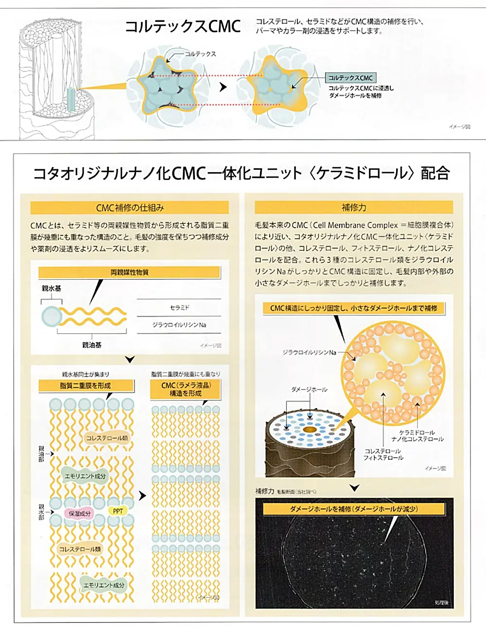 コルテックスCMC