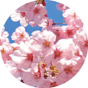 桜美精