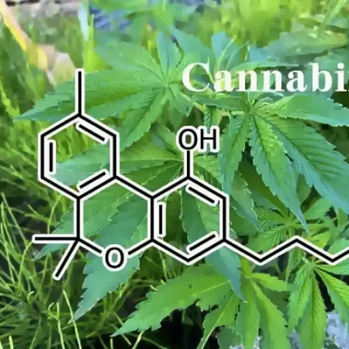 植物性細胞間伝達成分CBDを配合・フムスエキスで補い、CBDが受皿となり整える