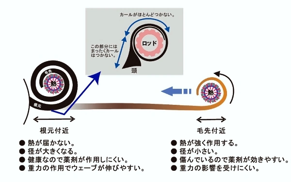 図1.毛先のロッドによる制約